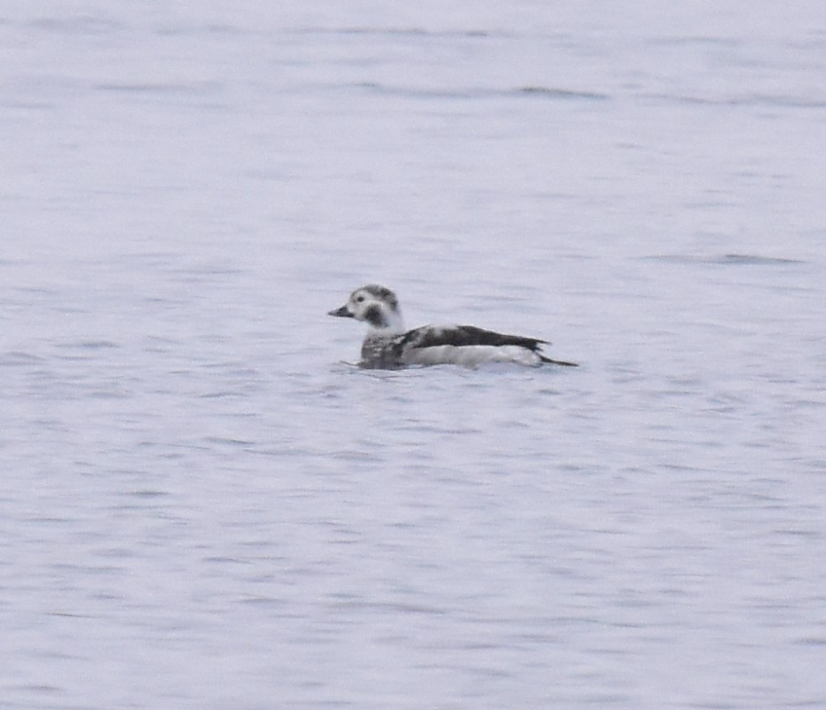 Long-tailed Duck - ML297708541