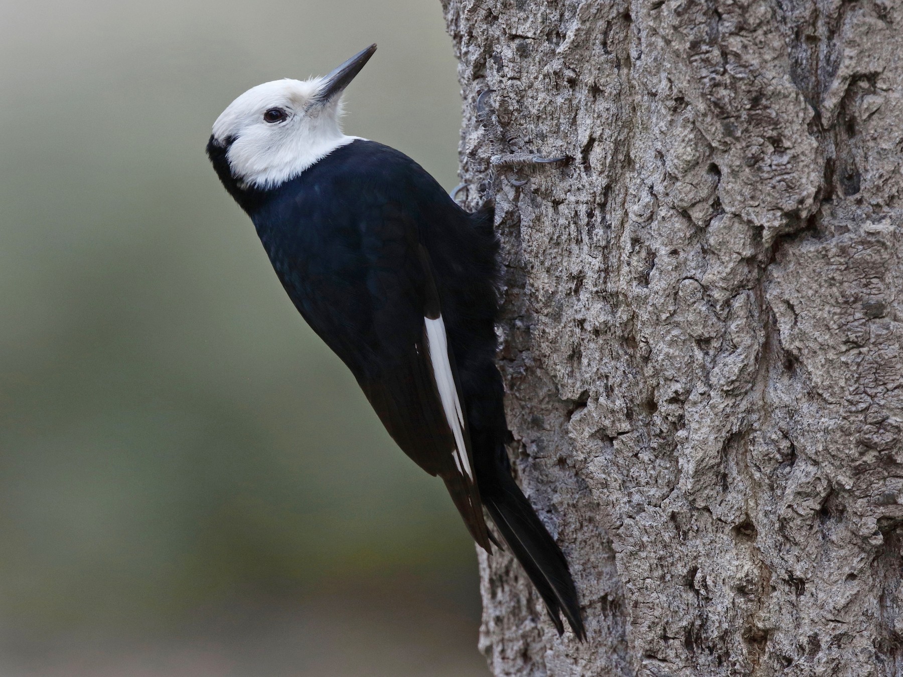 White-headed Woodpecker - eBird