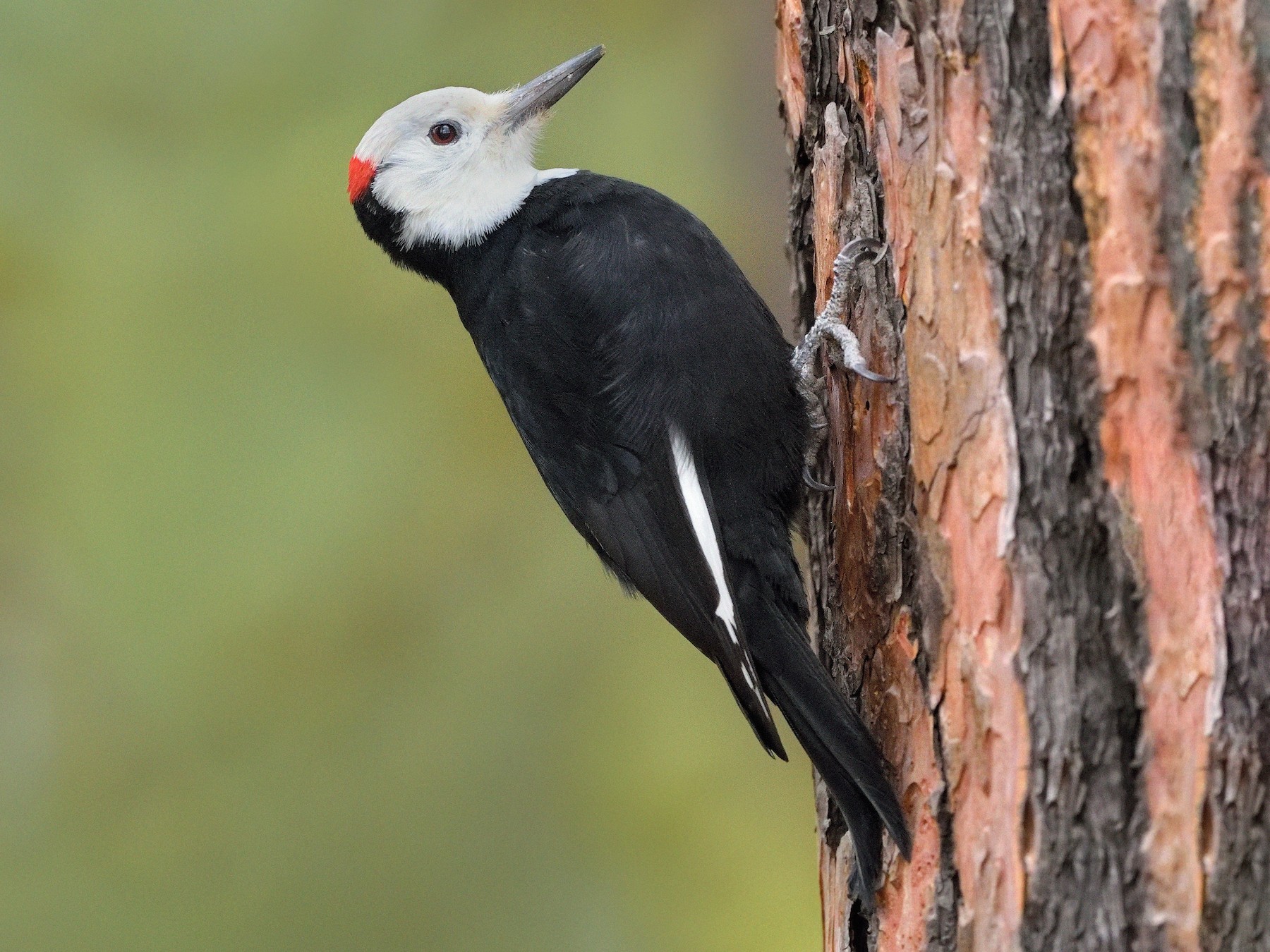 White-headed Woodpecker - Paul Maury