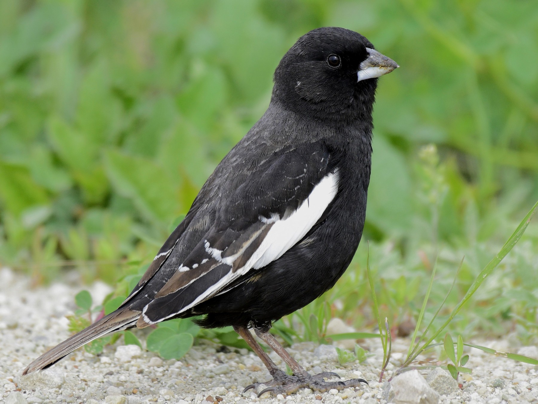 15 Black Birds with White Spots - Sonoma Birding