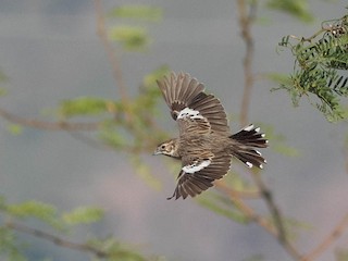 雌鳥/雄未成鳥 - Doug Gochfeld - ML297712611