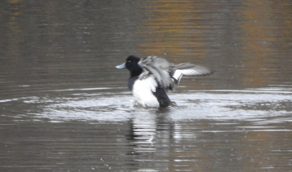Greater Scaup - ML297712621