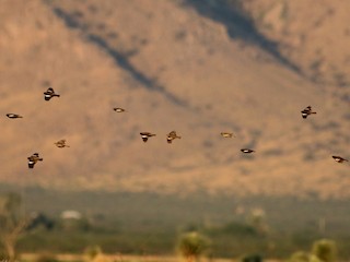 カタジロクロシトド - eBird