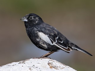 นกเพศผู้ชุดขนฤดูผสมพันธุ์ - Ryan Sanderson - ML297712911