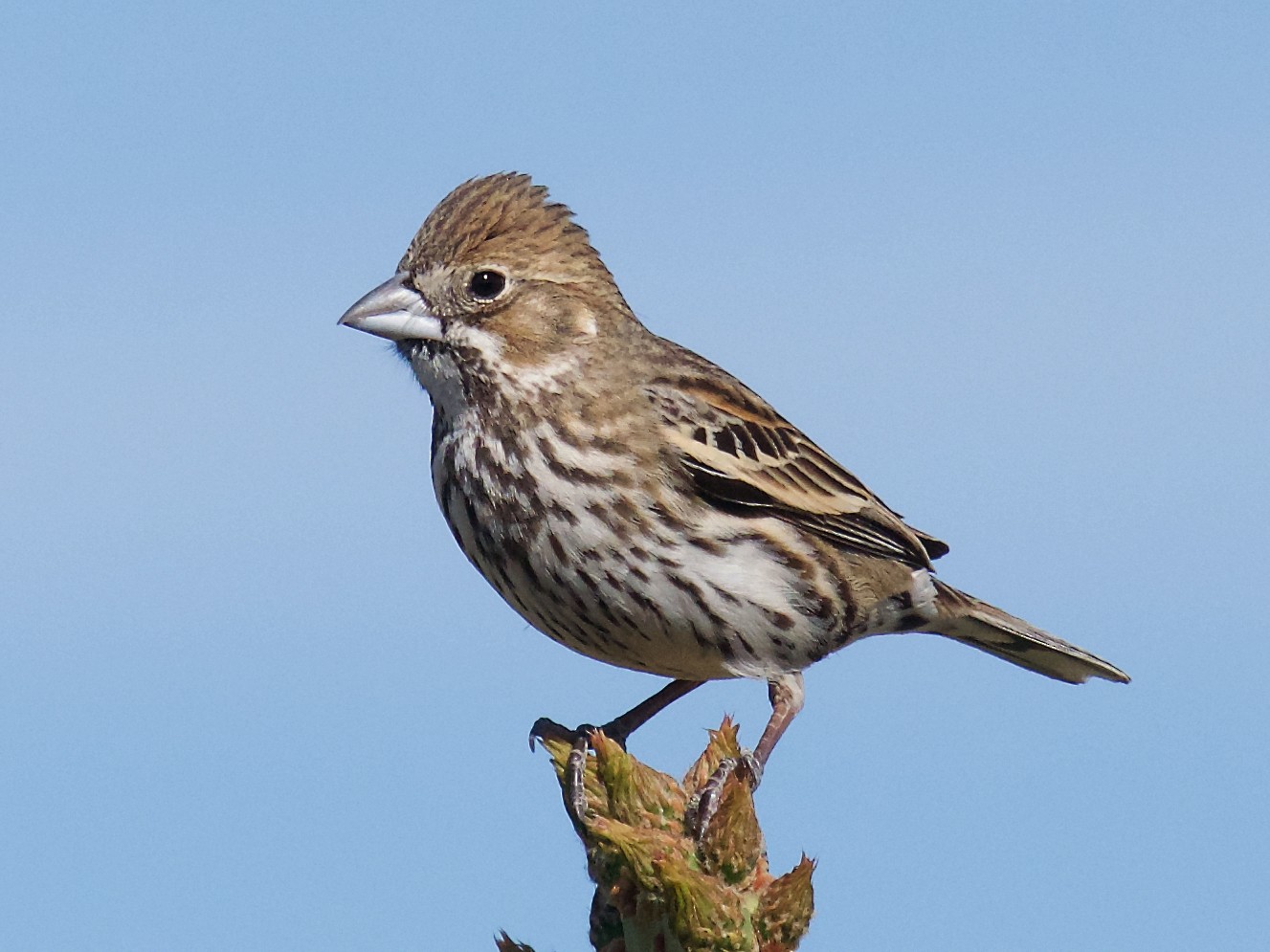 Lark Bunting - Owen Strickland