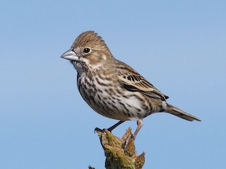 雌鳥/雄未成鳥 - Owen Strickland - ML297713201