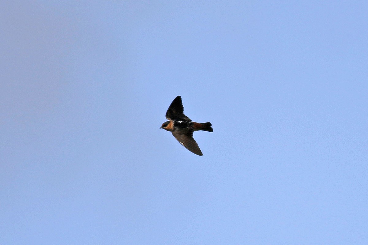 Cave Swallow - ML29771821