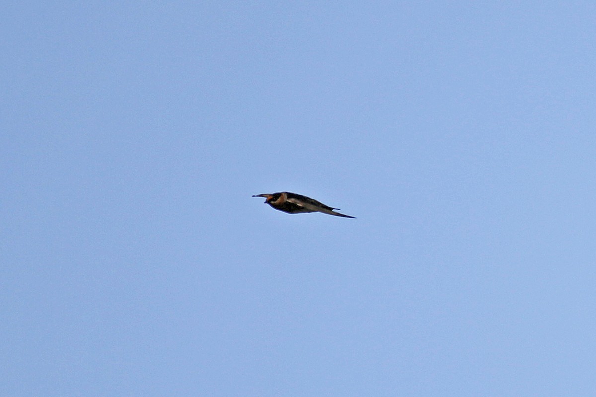 Cave Swallow - ML29771831