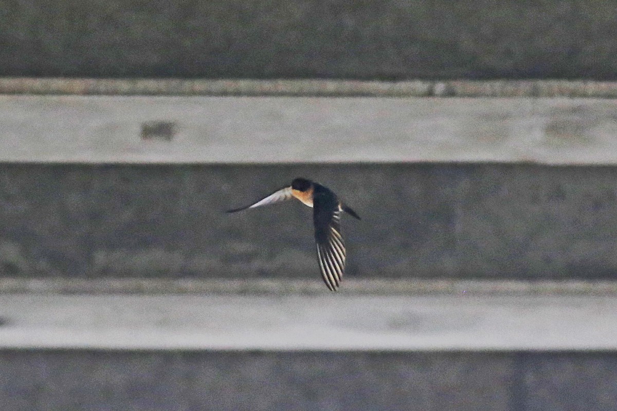 Cave Swallow - ML29771841