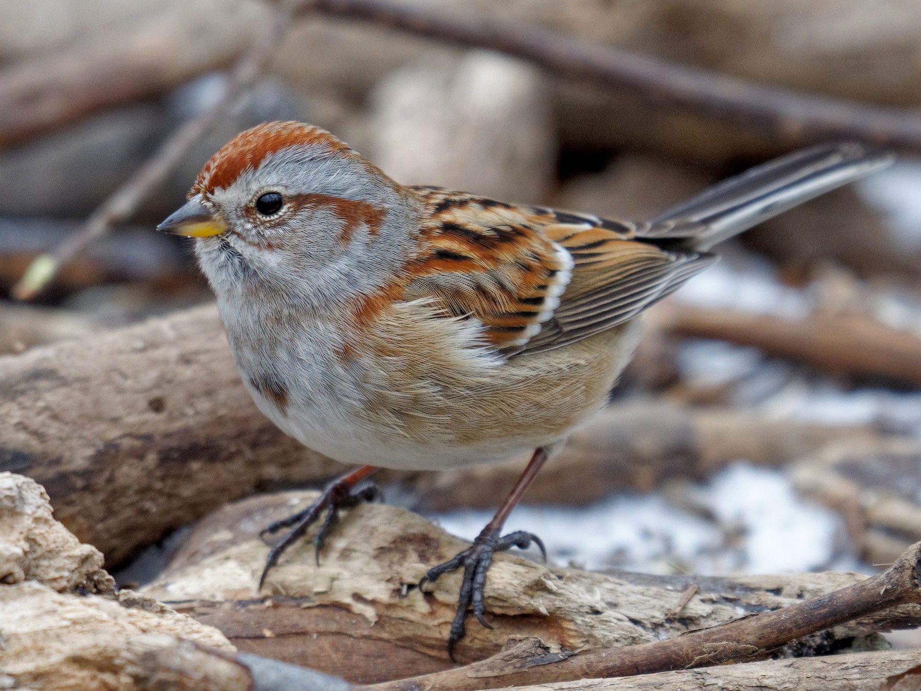 American Tree Sparrow - Etienne Artigau🦩