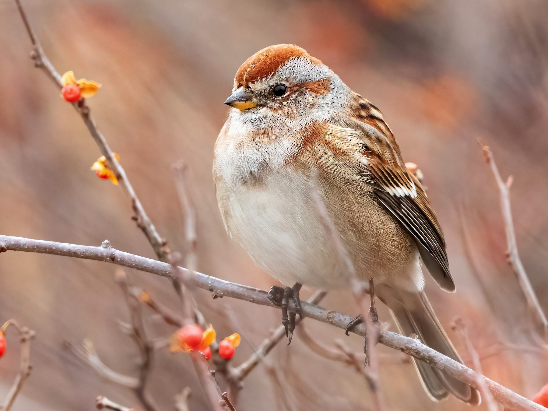 American Tree Sparrow - Sam Zhang