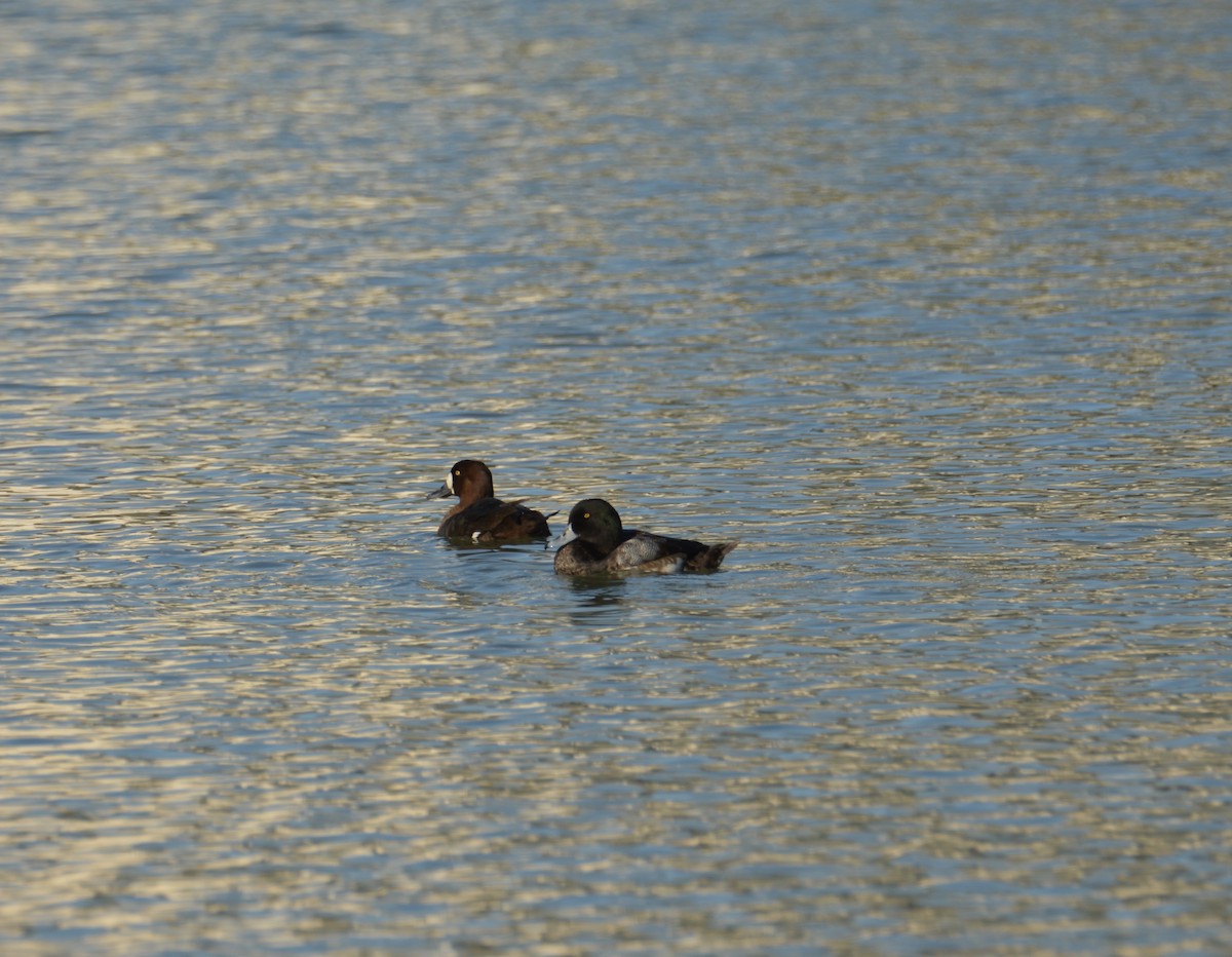 Greater Scaup - ML297720611