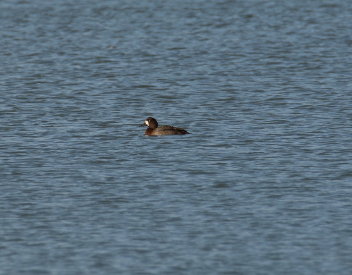 Greater Scaup - ML297720671