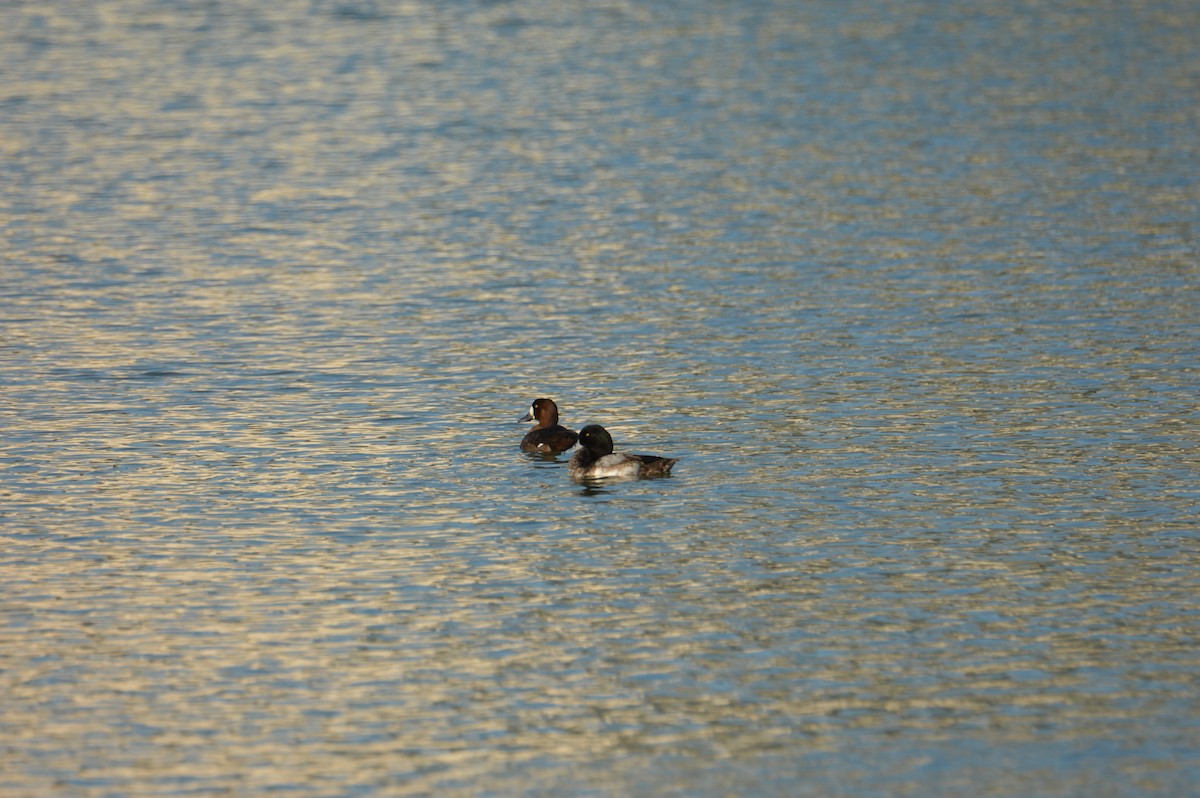 Greater Scaup - ML297721201