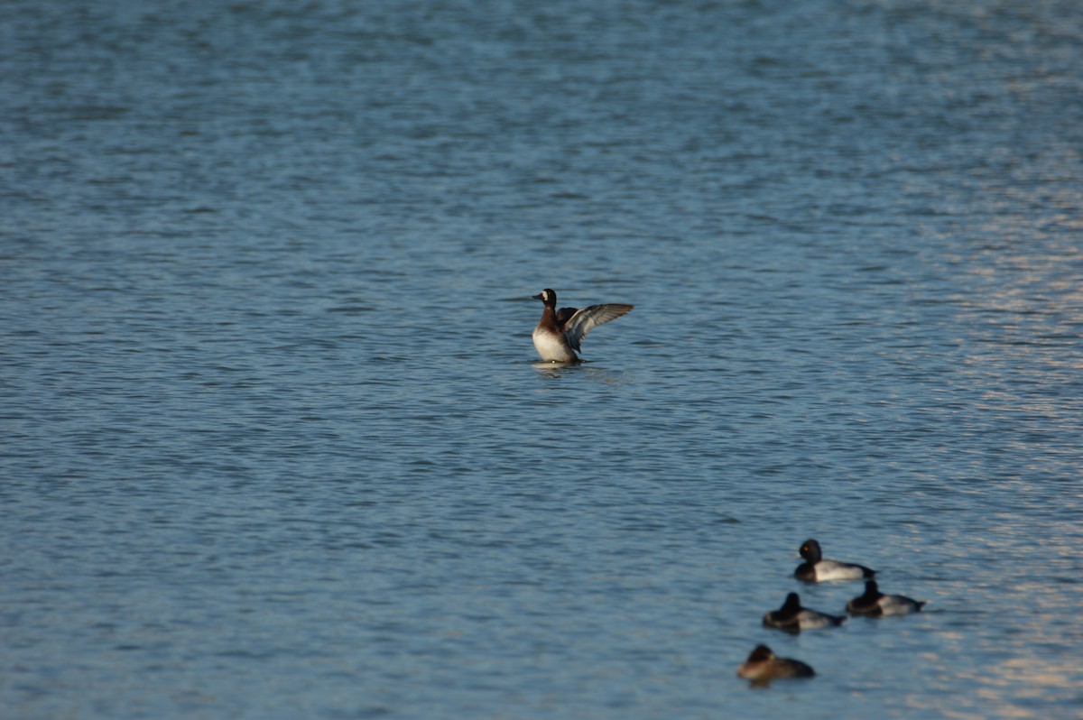 Greater Scaup - ML297721561