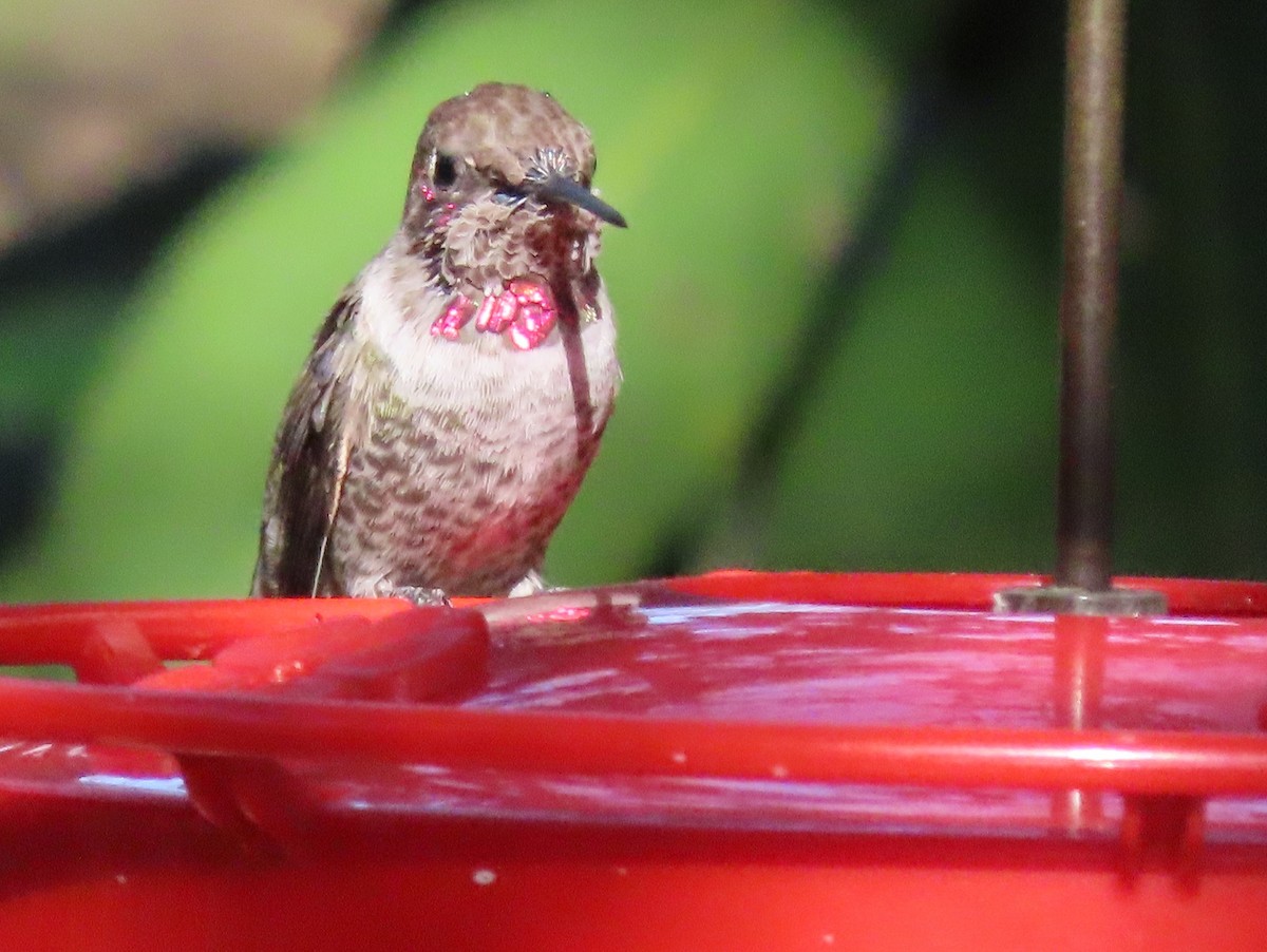 Anna's Hummingbird - ML297721851