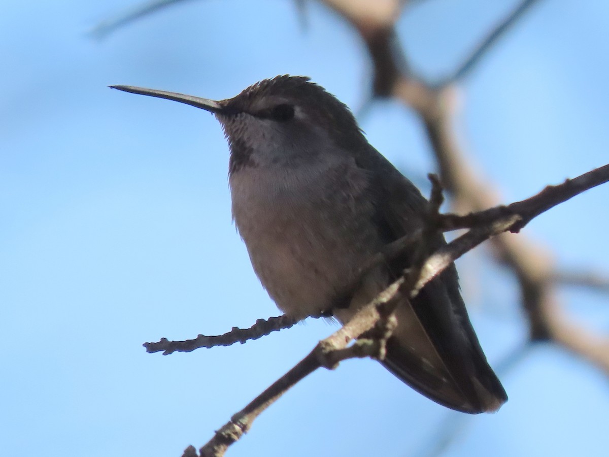 Anna's Hummingbird - ML297722031