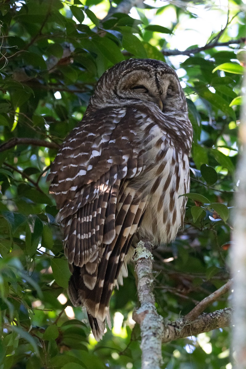 Barred Owl - ML297724631