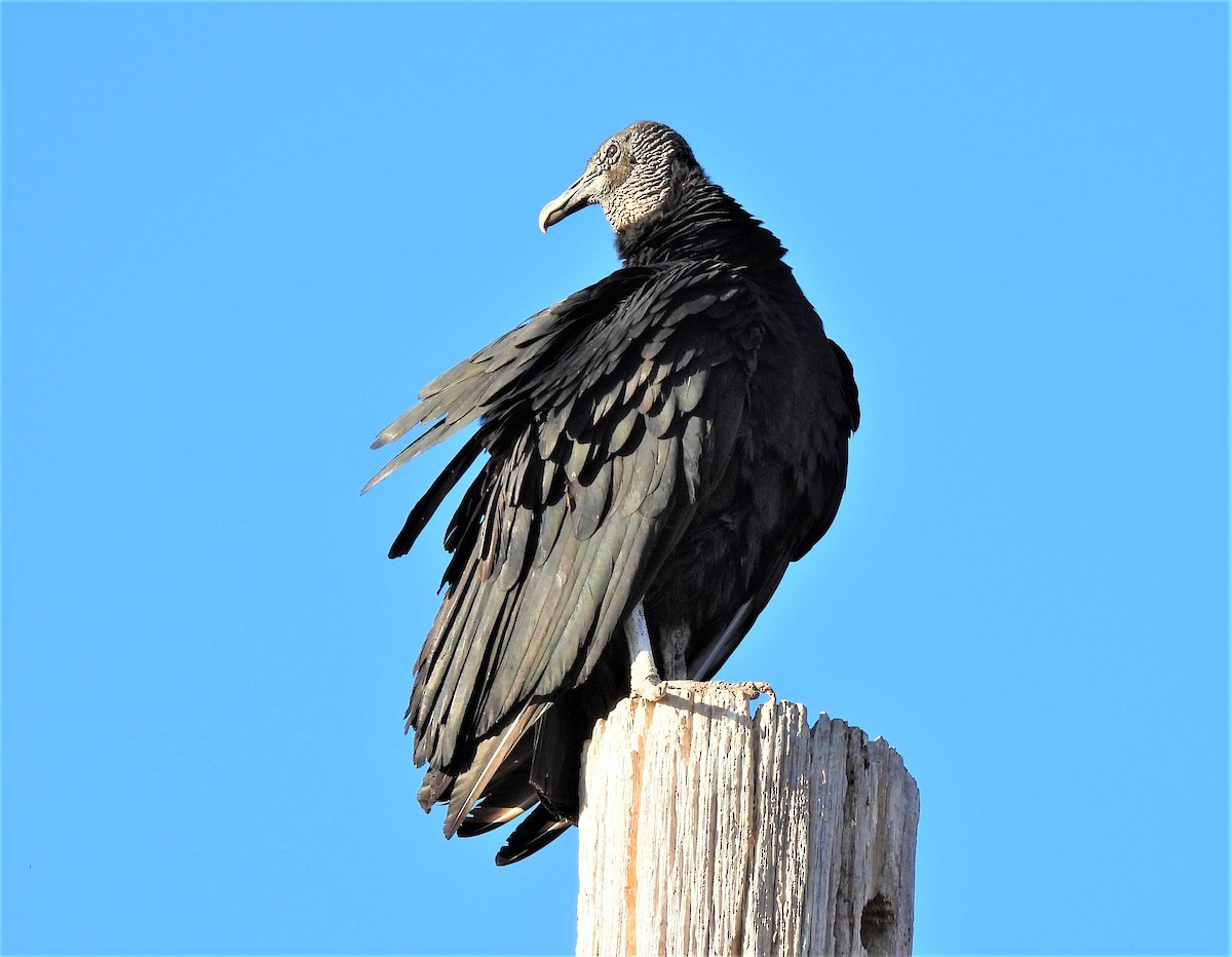 Black Vulture - Jan Thom