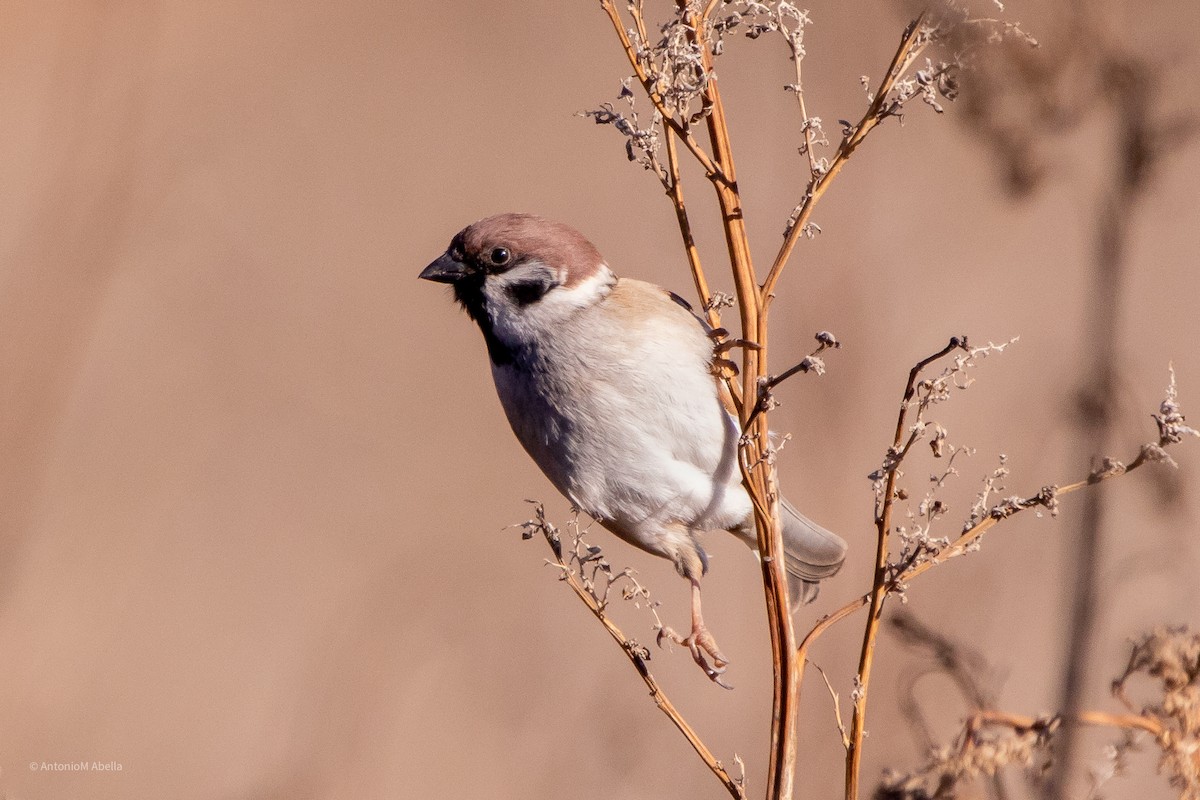 Eurasian Tree Sparrow - ML297728931