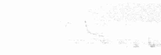 Усатая пизарита-инка - ML297731