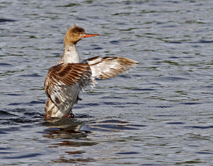 Red-breasted Merganser - James P. Smith