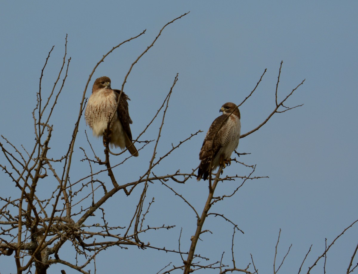 Red-tailed Hawk - ML297733771