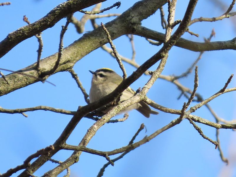 Golden-crowned Kinglet - Tracy The Birder