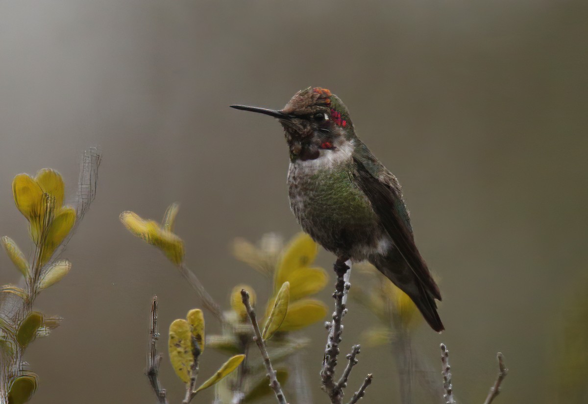 Anna's Hummingbird - Laura Keene