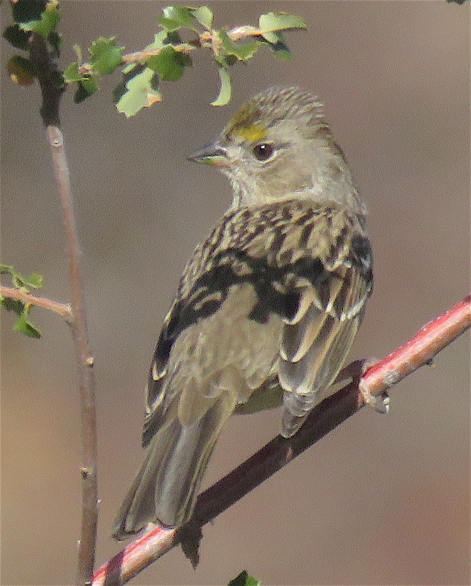 Golden-crowned Sparrow - ML297742411