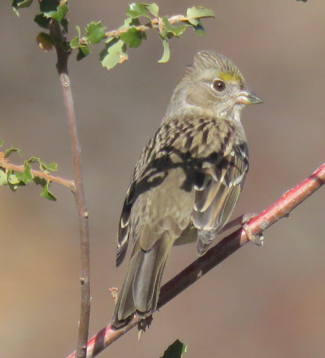 Golden-crowned Sparrow - ML297742421