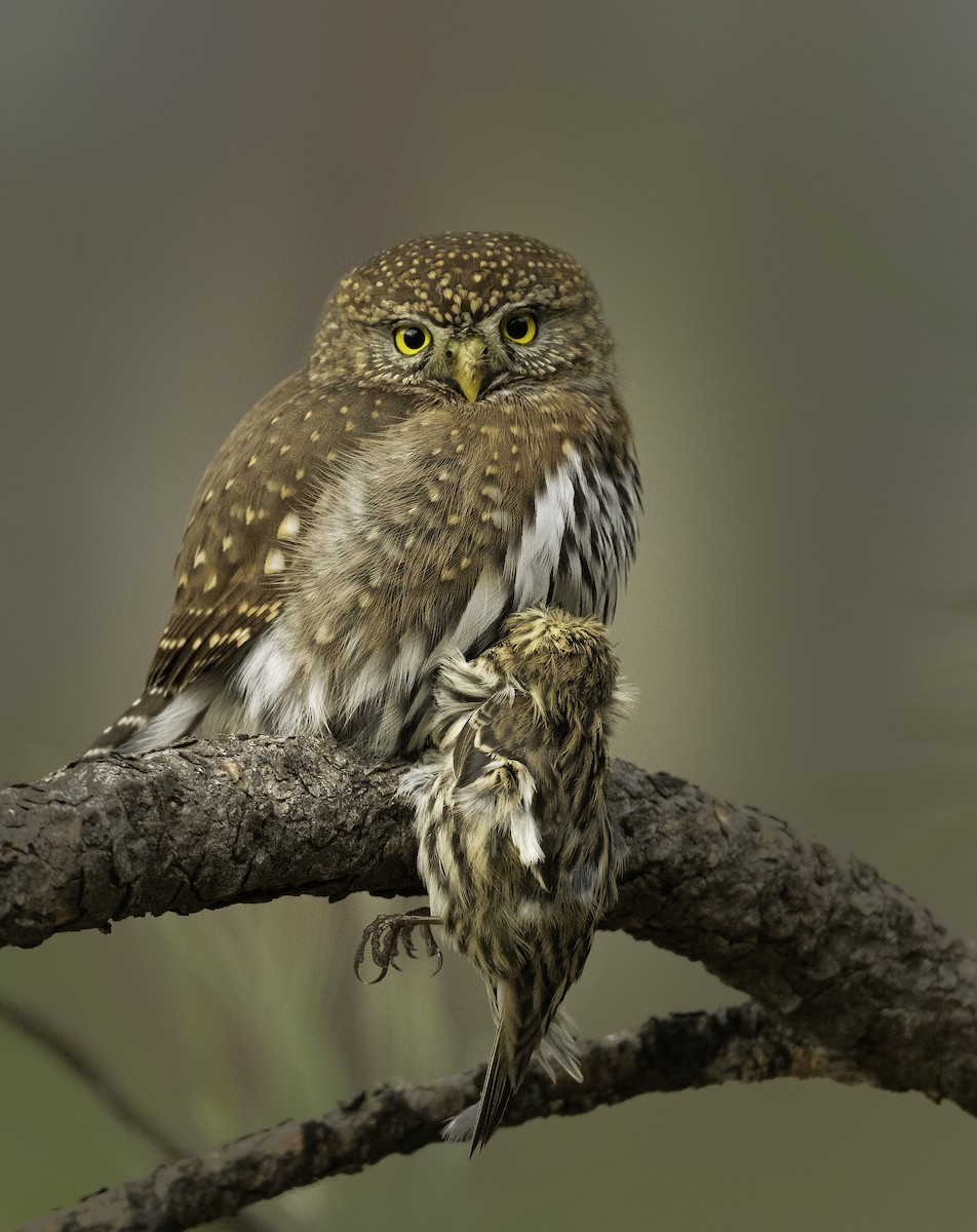 Northern Pygmy-Owl - Ian Routley