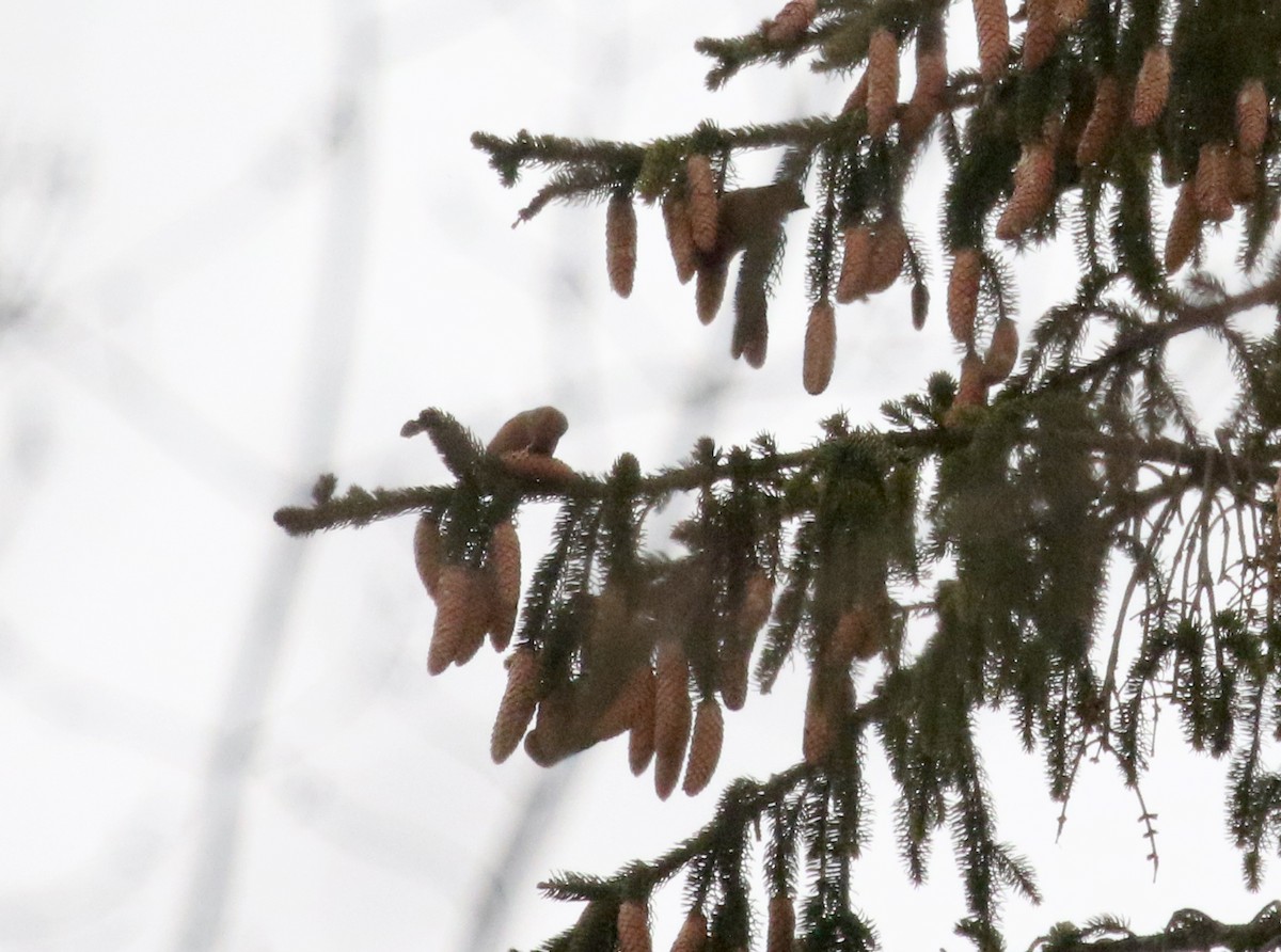 Red Crossbill (Northeastern or type 12) - ML297744181