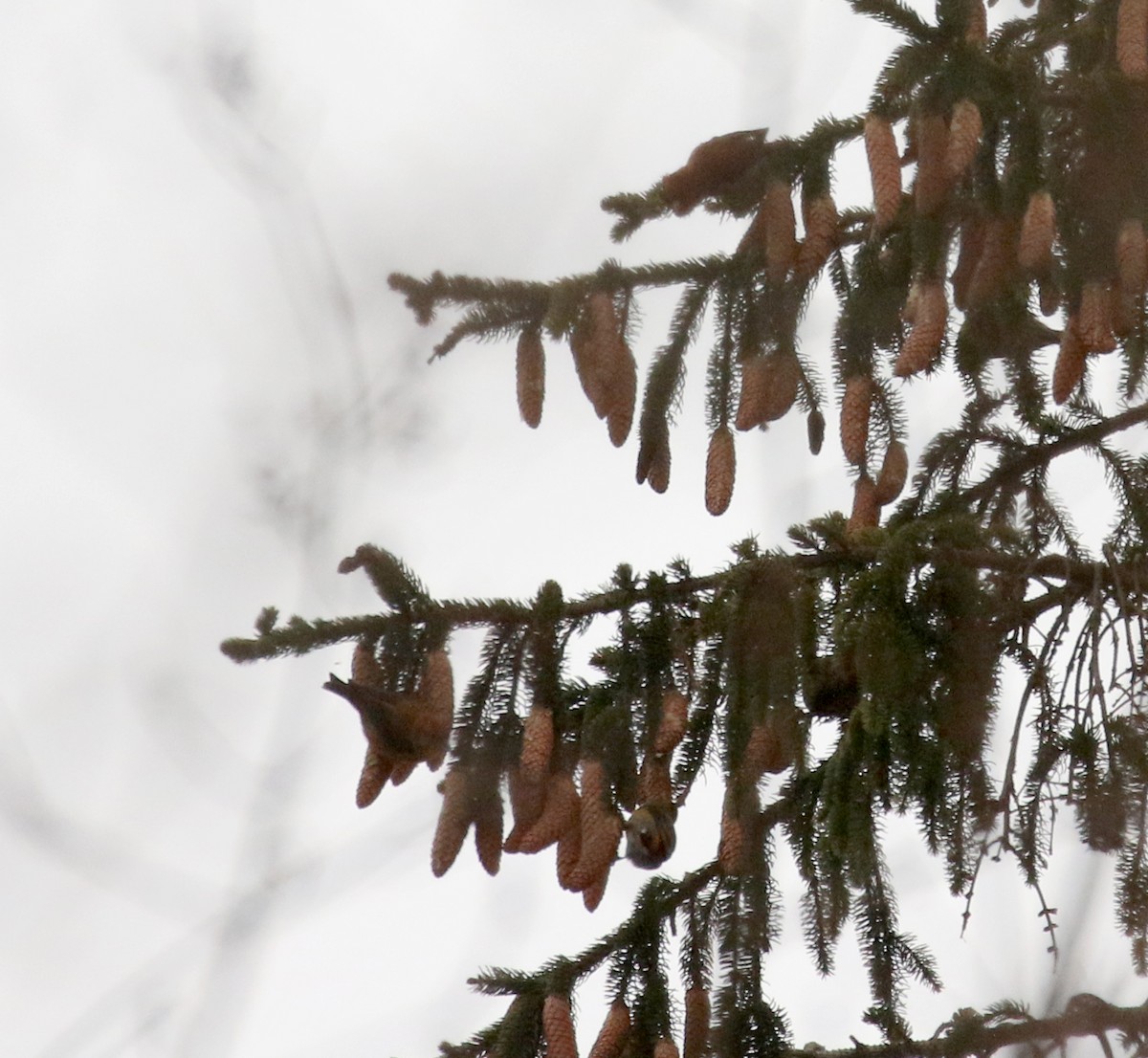 Red Crossbill (Northeastern or type 12) - ML297744211