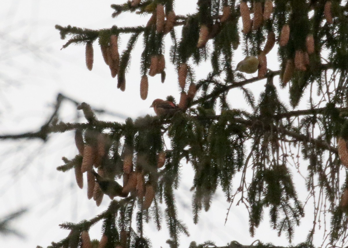 Red Crossbill (Northeastern or type 12) - ML297744221