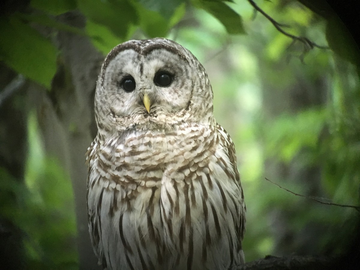 Barred Owl - Doug Hitchcox