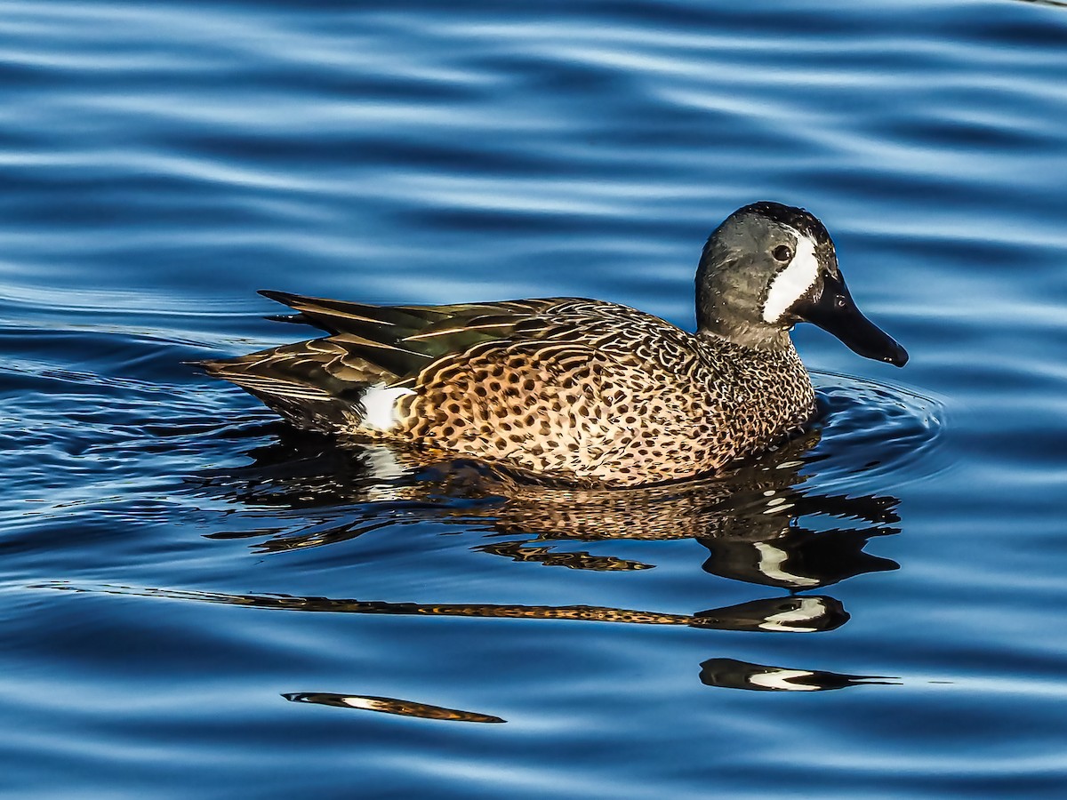 Blue-winged Teal - ML297748041