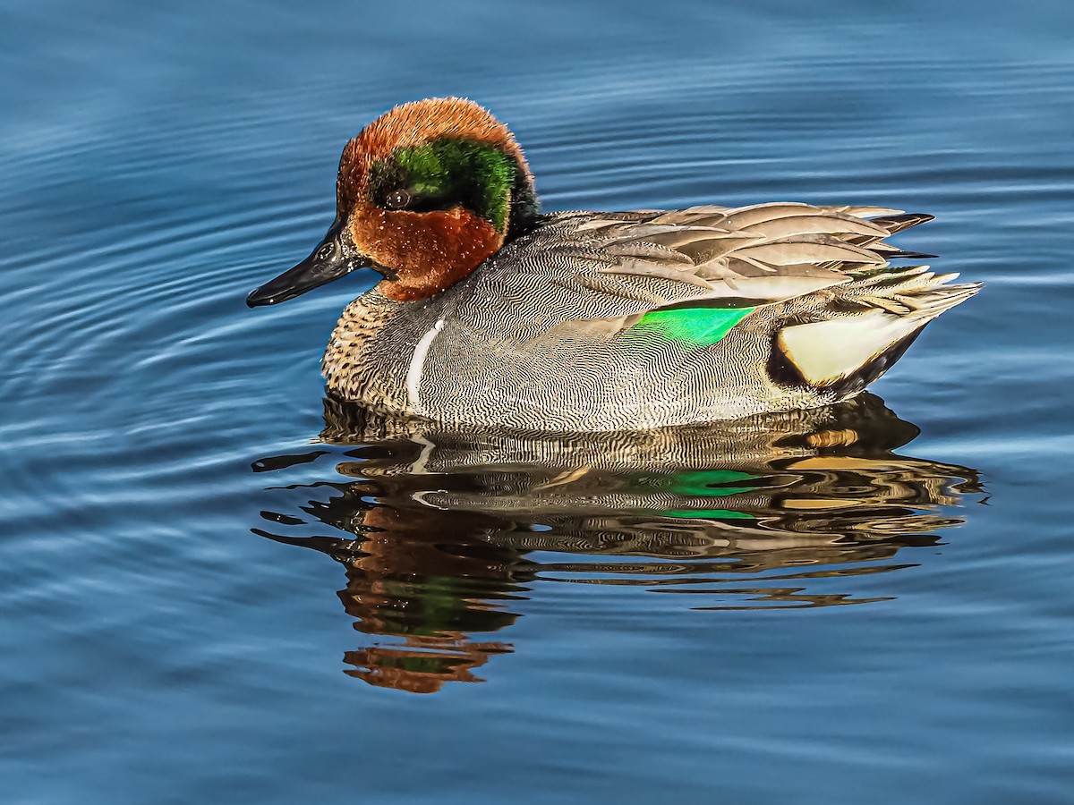 Green-winged Teal - ML297748301