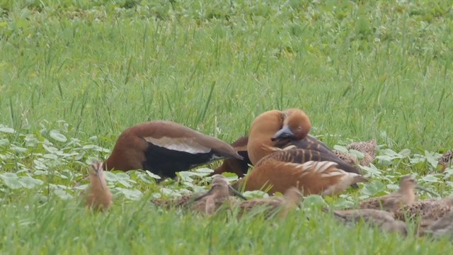 Fulvous Whistling-Duck - ML297748611