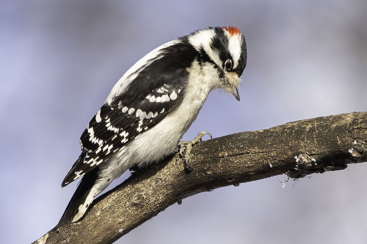 Downy Woodpecker - Cam Nikkel