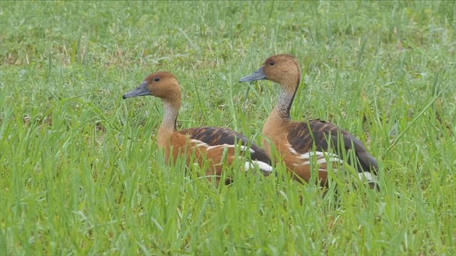 Fulvous Whistling-Duck - ML297752431