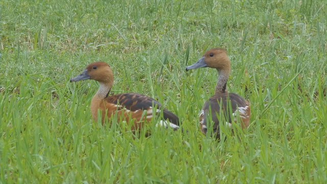 Fulvous Whistling-Duck - ML297752511