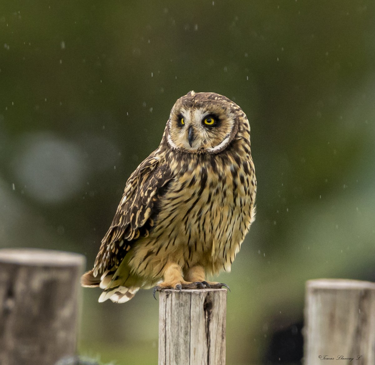 Short-eared Owl - ML297752731