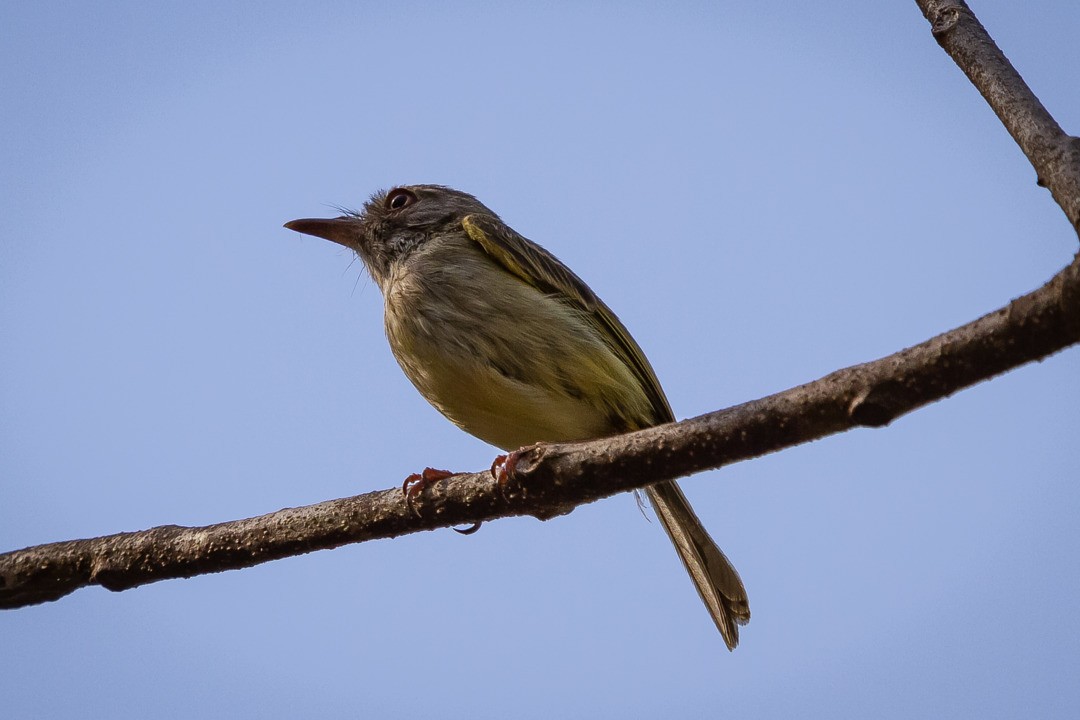 Pearly-vented Tody-Tyrant - ML297753081