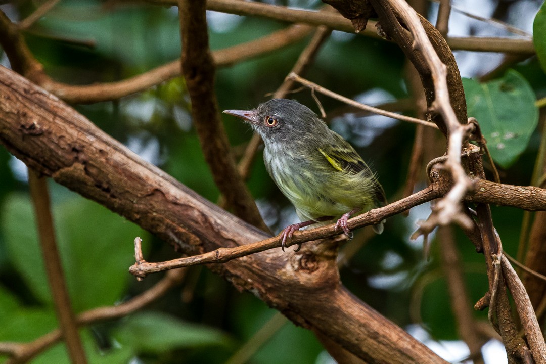 Pearly-vented Tody-Tyrant - ML297753111
