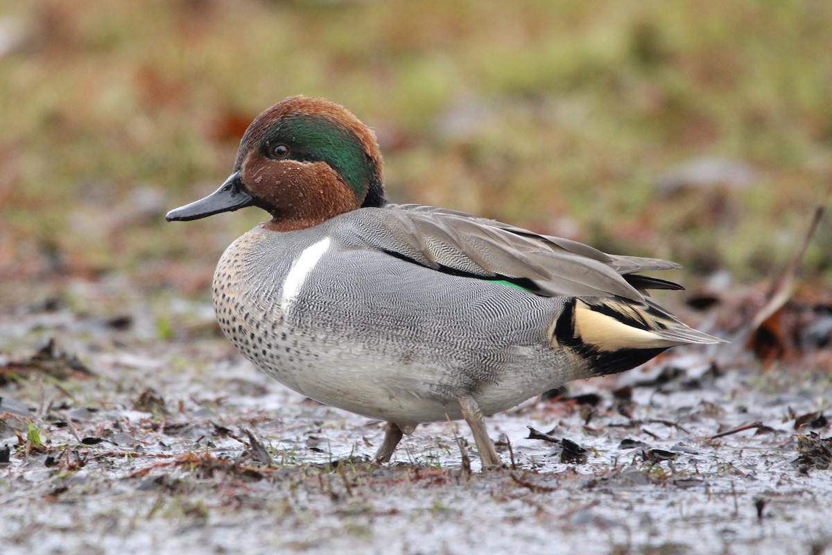 Green-winged Teal - ML297754121
