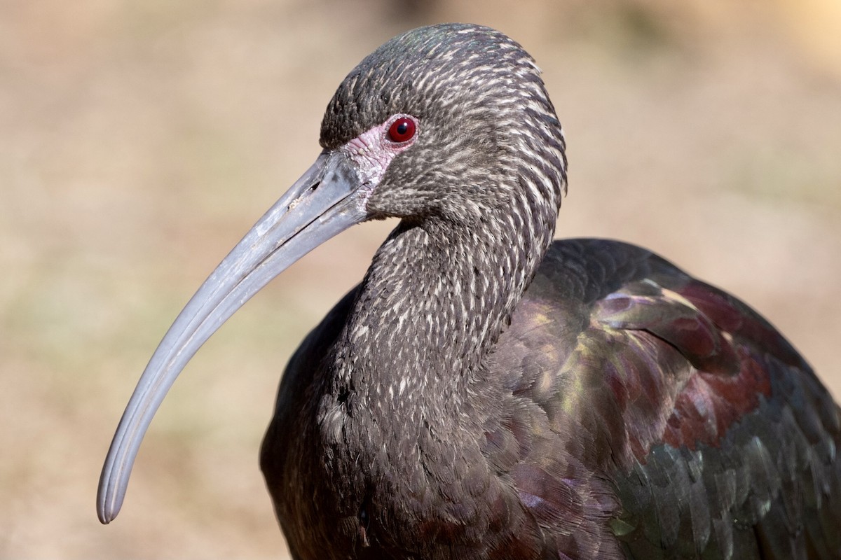 ibis americký - ML297759641
