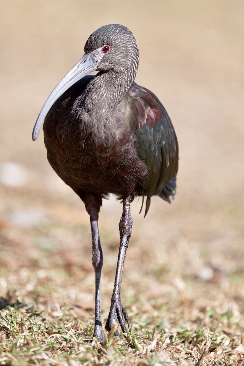 ibis americký - ML297759651