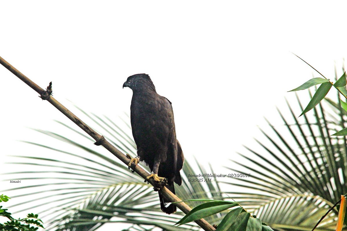 Changeable Hawk-Eagle (Changeable) - Himadri Banerjee