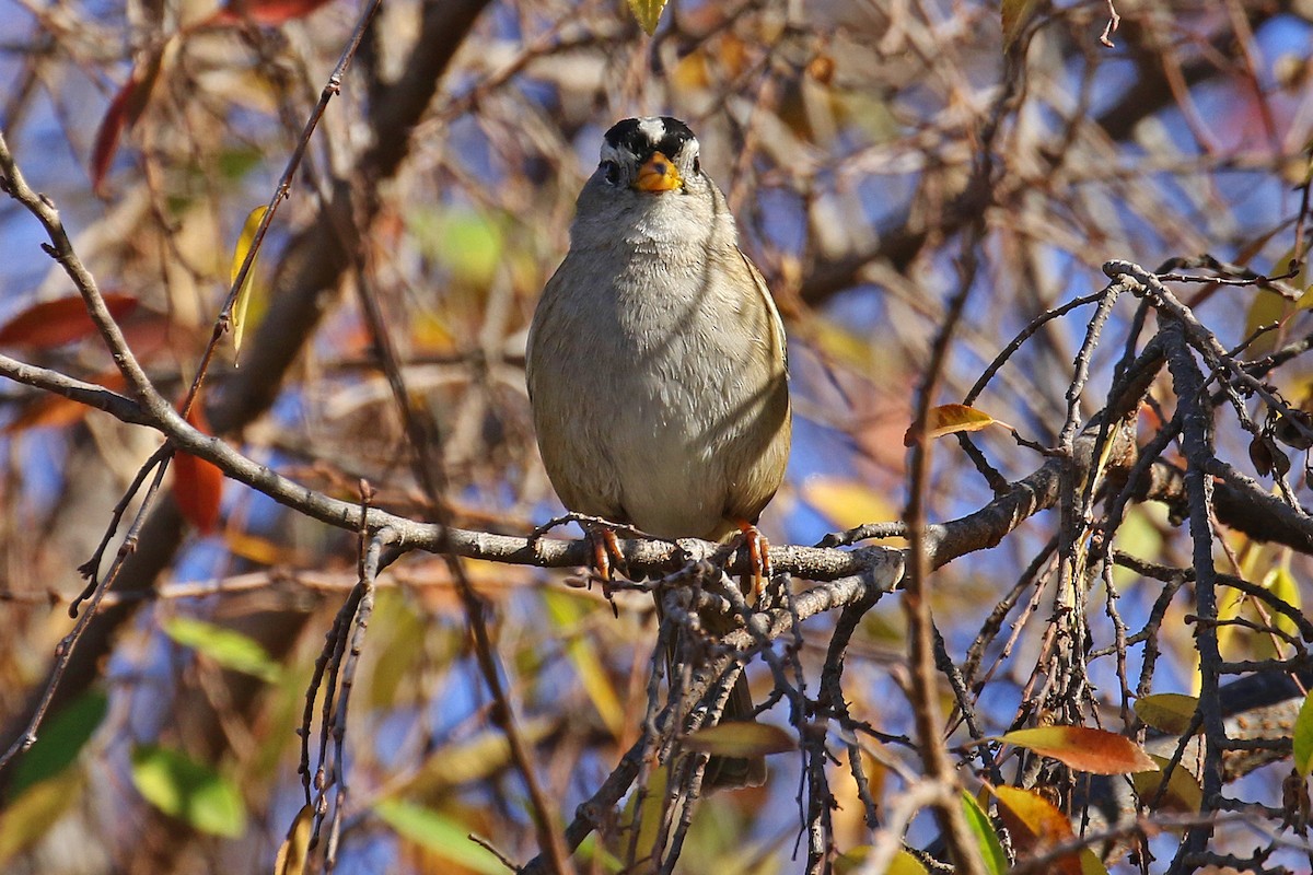 White-crowned Sparrow - ML297760791